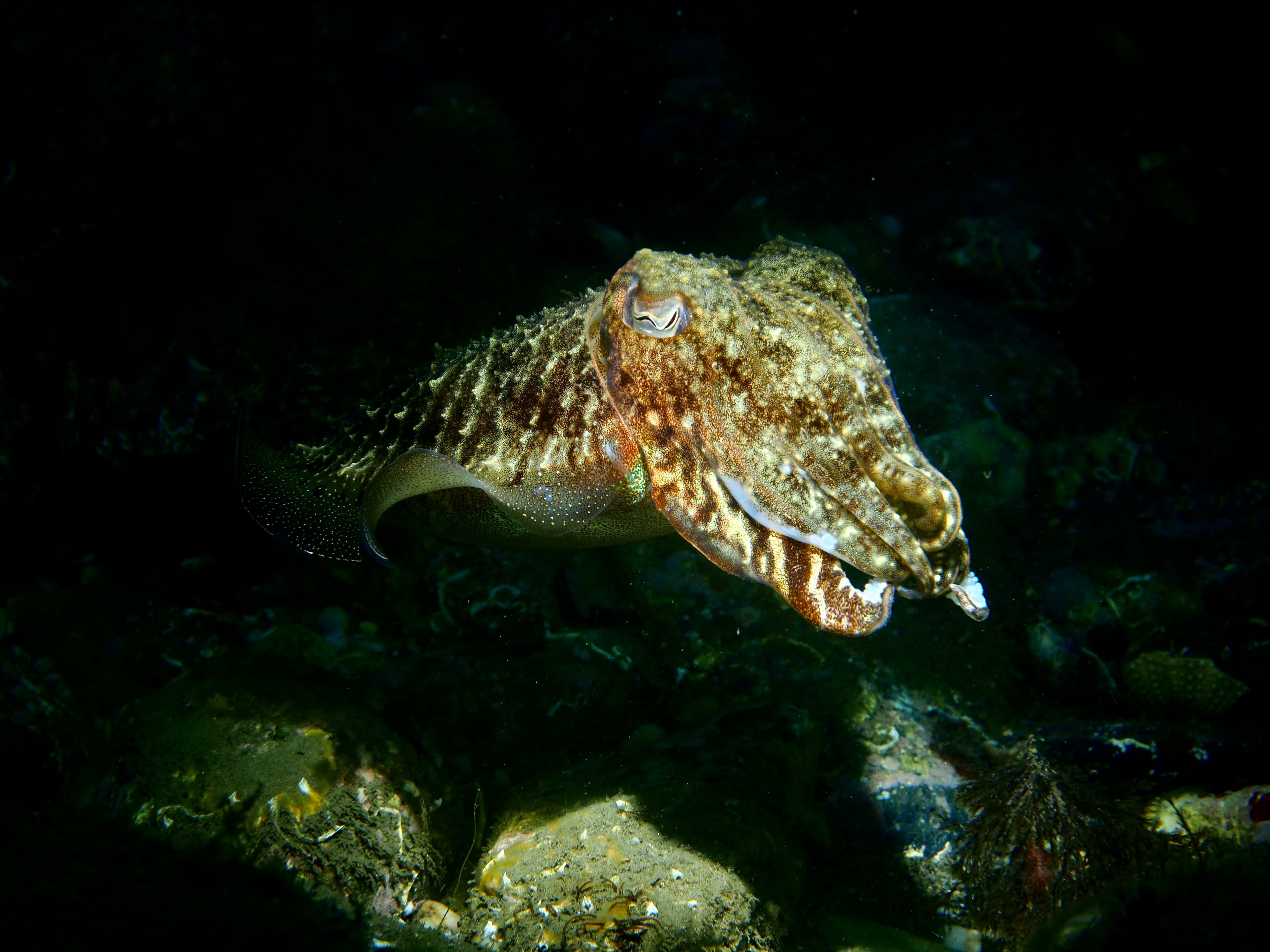 Cuttlefish